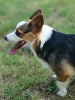 Xena, a female Pembroke Welsh Corgi and Morkie for sale in Arlington, TX – 4 of 7
