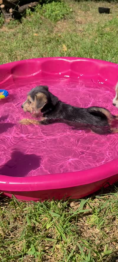 Xena, a female Pembroke Welsh Corgi and Morkie for sale in Arlington, TX – 7 of 7