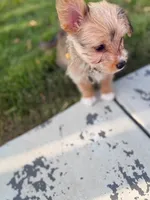 Biscuit, a female Pembroke Welsh Corgi and Morkie for sale in Arlington, TX – 2 of 8