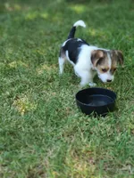 Daisy, a female Pembroke Welsh Corgi and Morkie for sale in Arlington, TX – 4 of 8
