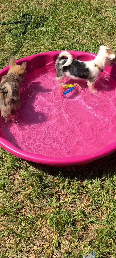 Biscuit, a female Pembroke Welsh Corgi and Morkie for sale in Arlington, TX – 4 of 8
