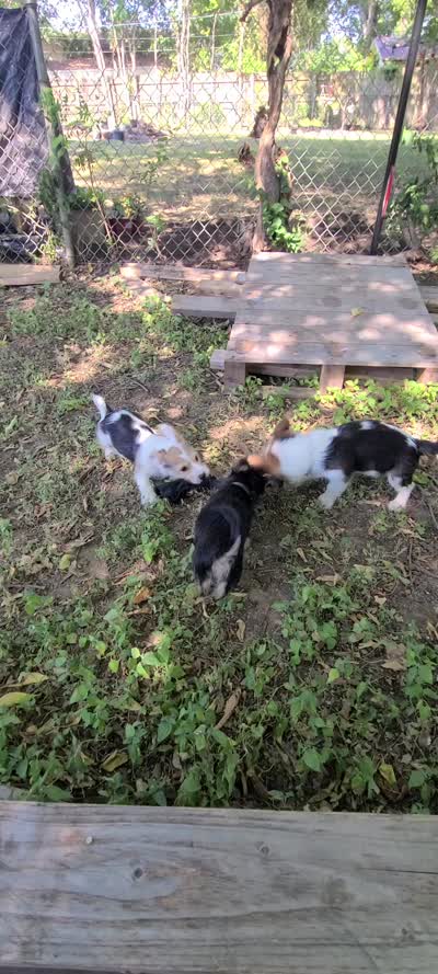 Lilly, a female Pembroke Welsh Corgi and Morkie for sale in Arlington, TX – 7 of 7