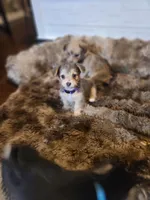 Rue, a female Pembroke Welsh Corgi and Morkie for sale in Arlington, TX – 5 of 7
