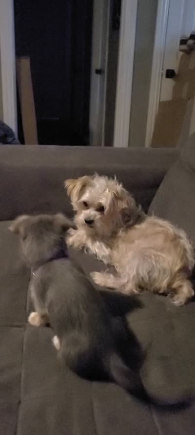 Rue, a female Pembroke Welsh Corgi and Morkie for sale in Arlington, TX – 7 of 7