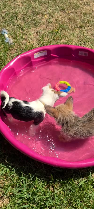 Lilly, a female Pembroke Welsh Corgi and Morkie for sale in Arlington, TX – 6 of 7