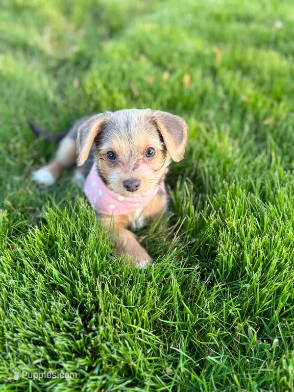Rue – Pembroke Welsh Corgi, Morkie puppy for sale in Arlington, TX