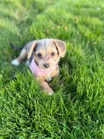 Rue, a female Pembroke Welsh Corgi and Morkie for sale in Arlington, TX – 1 of 7