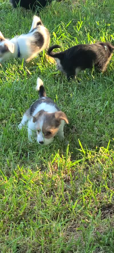 Daisy, a female Pembroke Welsh Corgi and Morkie for sale in Arlington, TX – 5 of 8