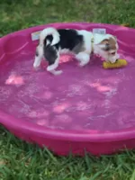 Lilly, a female Pembroke Welsh Corgi and Morkie for sale in Arlington, TX – 2 of 7