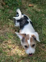 Lilly, a female Pembroke Welsh Corgi and Morkie for sale in Arlington, TX – 4 of 7