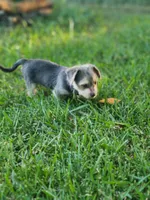 Rue, a female Pembroke Welsh Corgi and Morkie for sale in Arlington, TX – 2 of 7