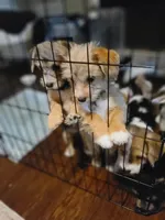 Xena, a female Pembroke Welsh Corgi and Morkie for sale in Arlington, TX – 3 of 7