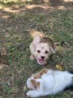 Biscuit, a female Pembroke Welsh Corgi and Morkie for sale in Arlington, TX – 6 of 8