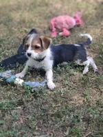 Daisy, a female Pembroke Welsh Corgi and Morkie for sale in Arlington, TX – 2 of 8