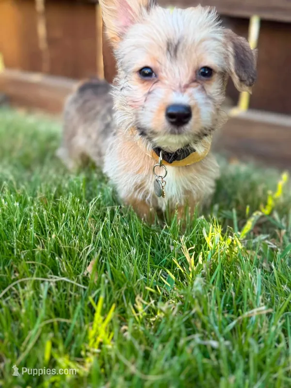 Biscuit – Pembroke Welsh Corgi, Morkie puppy for sale in Arlington, TX
