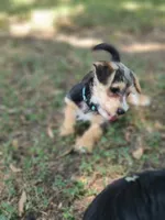 Xena, a female Pembroke Welsh Corgi and Morkie for sale in Arlington, TX – 2 of 7