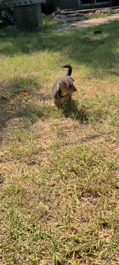 Daisy, a female Pembroke Welsh Corgi and Morkie for sale in Arlington, TX – 8 of 8
