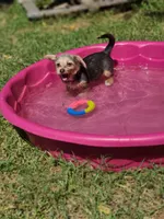 Rue, a female Pembroke Welsh Corgi and Morkie for sale in Arlington, TX – 4 of 7