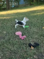 Lilly, a female Pembroke Welsh Corgi and Morkie for sale in Arlington, TX – 3 of 7
