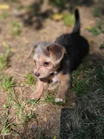 Rue, a female Pembroke Welsh Corgi and Morkie for sale in Arlington, TX – 3 of 7