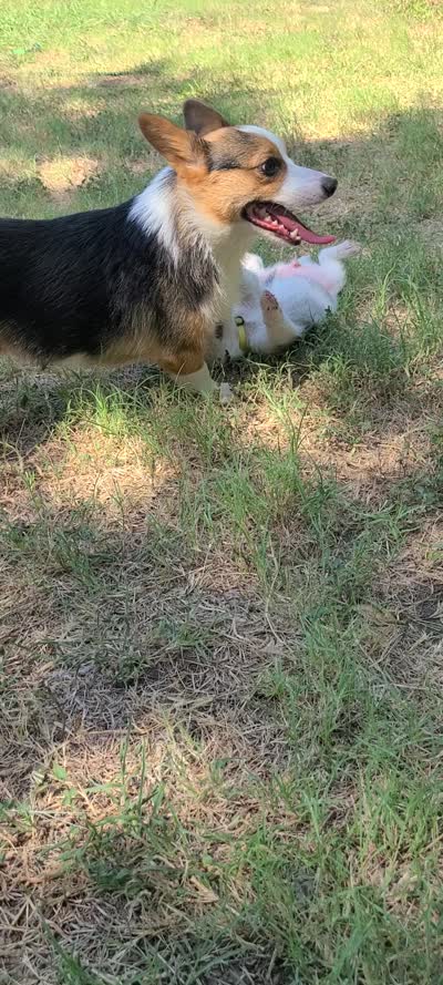 Lilly, a female Pembroke Welsh Corgi and Morkie for sale in Arlington, TX – 5 of 7