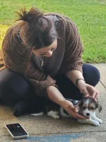 Daisy, a female Pembroke Welsh Corgi and Morkie for sale in Arlington, TX – 3 of 8