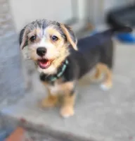 Xena, a female Pembroke Welsh Corgi and Morkie for sale in Arlington, TX – 1 of 7