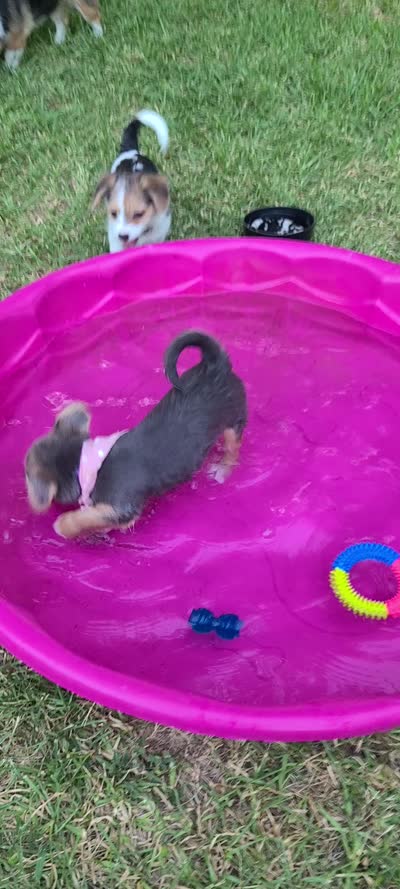 Rue, a female Pembroke Welsh Corgi and Morkie for sale in Arlington, TX – 6 of 7