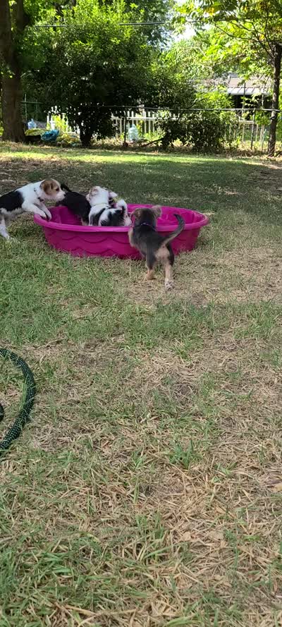 Xena, a female Pembroke Welsh Corgi and Morkie for sale in Arlington, TX – 5 of 7