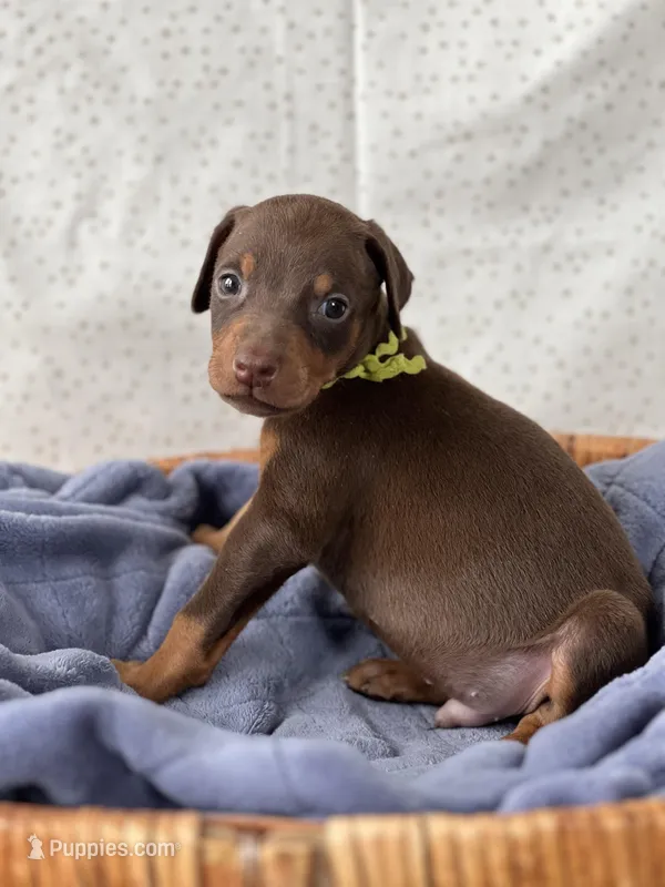 Lime Green Collar Male
