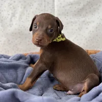 Lime Green Collar Male, a male Doberman Pinscher for sale in Greenwich, NY – Photo 4 of 5