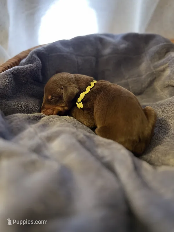 Lime Green Collar Male
