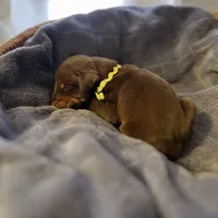 Lime Green Collar Male, a male Doberman Pinscher for sale in Greenwich, NY – Photo 5 of 5