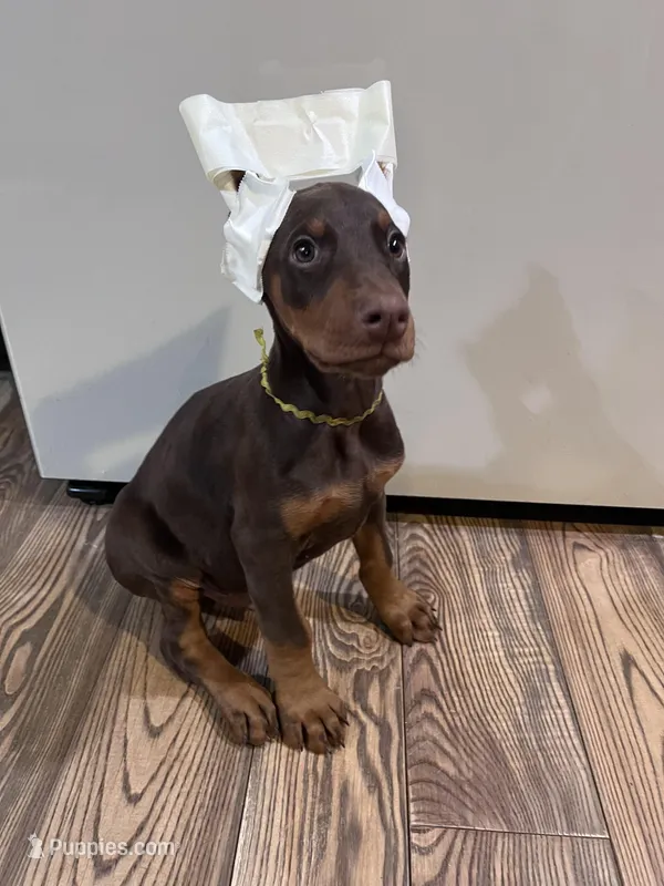 Lime Green Collar Male – Doberman Pinscher puppy on hold in Greenwich, NY