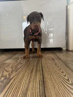 Pink collar, a female Doberman Pinscher for sale in Greenwich, NY – Photo 5 of 8