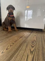 Pink collar, a female Doberman Pinscher for sale in Greenwich, NY – Photo 6 of 8