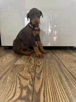 Pink collar, a female Doberman Pinscher for sale in Greenwich, NY – Photo 7 of 8