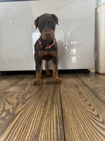 Pink collar, a female Doberman Pinscher for sale in Greenwich, NY – Photo 4 of 8