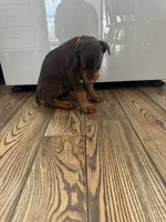 Pink collar, a female Doberman Pinscher for sale in Greenwich, NY – Photo 8 of 8