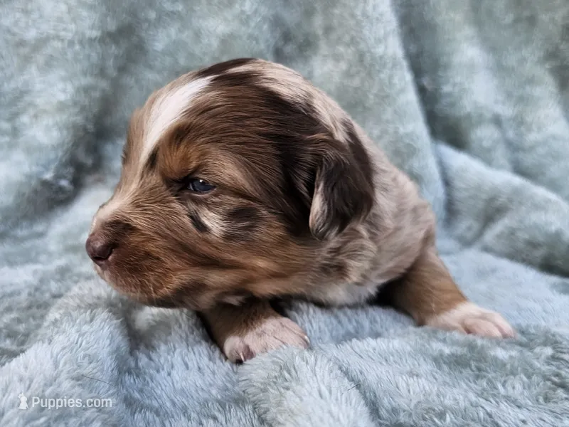 #1 Red Mrl F – Australian Shepherd puppy for sale in Akron, IA