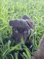 #5 Red Bi F, a female Australian Shepherd for sale in Akron, IA – 5 of 10