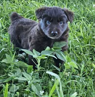 #5 Red Bi F, a female Australian Shepherd for sale in Akron, IA – 3 of 10