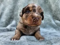 #6 Red Mrl F, a female Australian Shepherd for sale in Akron, IA – 7 of 10