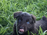 #5 Red Bi F, a female Australian Shepherd for sale in Akron, IA – 4 of 10