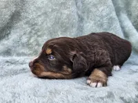 #7 Red Tri F, a female Australian Shepherd for sale in Akron, IA – 8 of 9