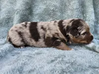#1 Red Mrl F, a female Australian Shepherd for sale in Akron, IA – 7 of 10