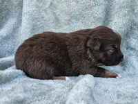 #3 Red Tri M, a male Australian Shepherd for sale in Akron, IA – 10 of 10