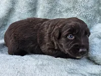 #5 Red Bi F, a female Australian Shepherd for sale in Akron, IA – 7 of 10