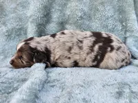 #1 Red Mrl F, a female Australian Shepherd for sale in Akron, IA – 5 of 10