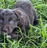 #5 Red Bi F, a female Australian Shepherd for sale in Akron, IA – 2 of 10